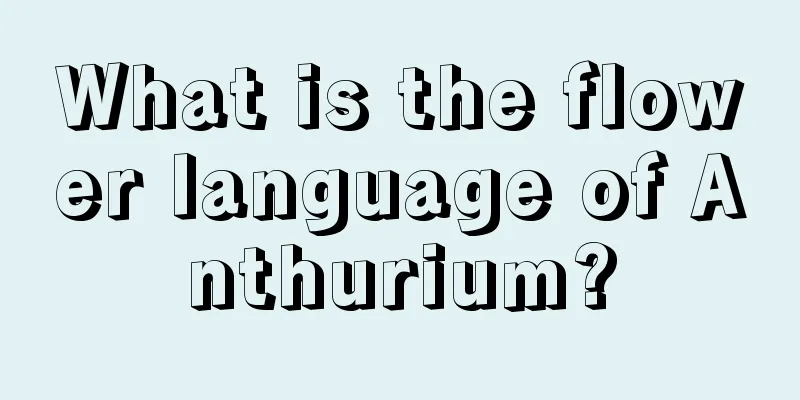 What is the flower language of Anthurium?