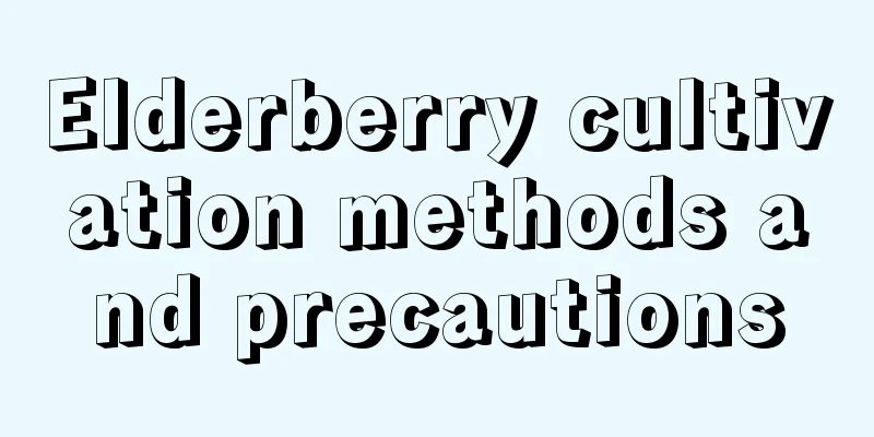 Elderberry cultivation methods and precautions