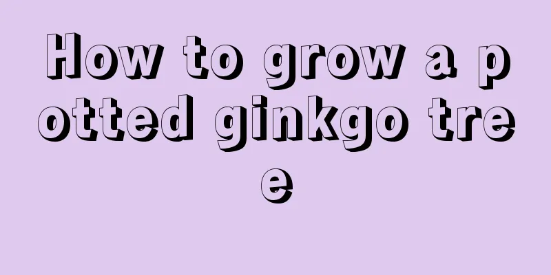 How to grow a potted ginkgo tree