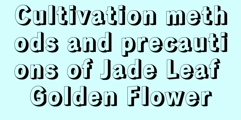 Cultivation methods and precautions of Jade Leaf Golden Flower