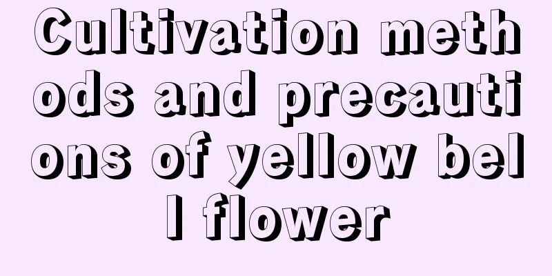 Cultivation methods and precautions of yellow bell flower