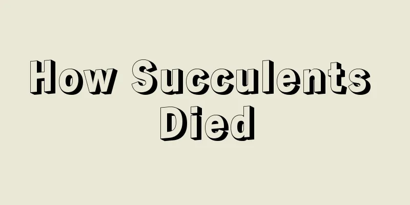 How Succulents Died