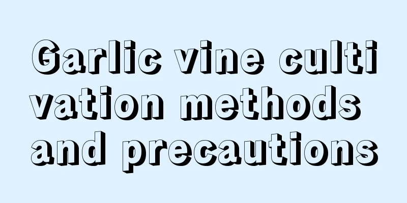 Garlic vine cultivation methods and precautions