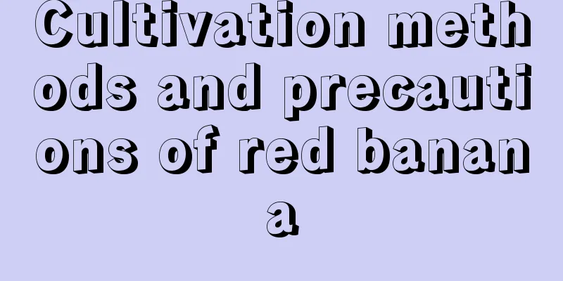 Cultivation methods and precautions of red banana