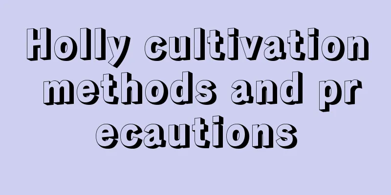 Holly cultivation methods and precautions