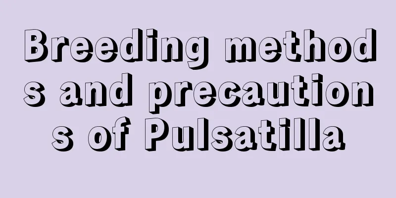 Breeding methods and precautions of Pulsatilla