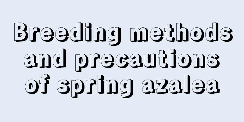 Breeding methods and precautions of spring azalea