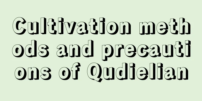 Cultivation methods and precautions of Qudielian