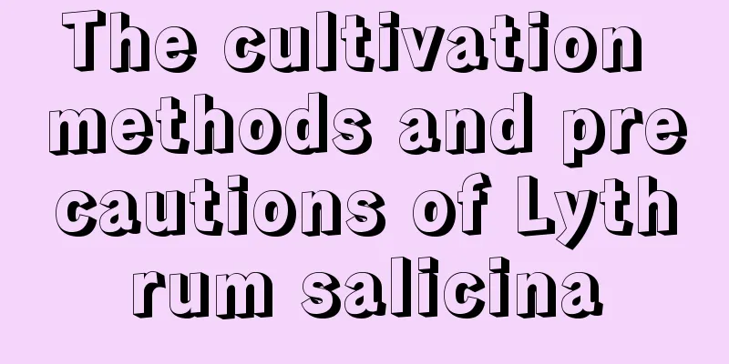 The cultivation methods and precautions of Lythrum salicina