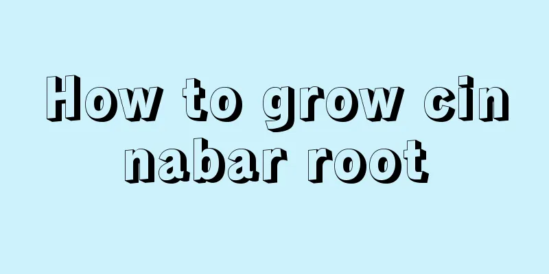 How to grow cinnabar root