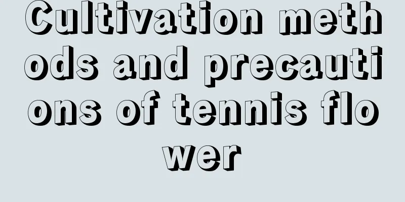 Cultivation methods and precautions of tennis flower