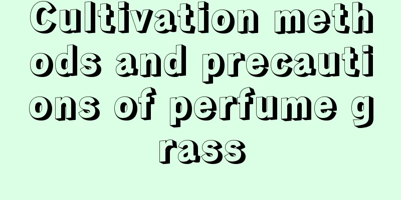 Cultivation methods and precautions of perfume grass