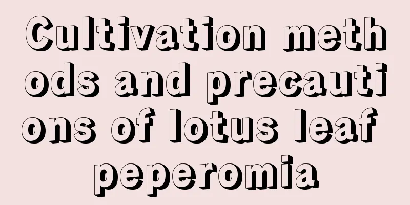 Cultivation methods and precautions of lotus leaf peperomia