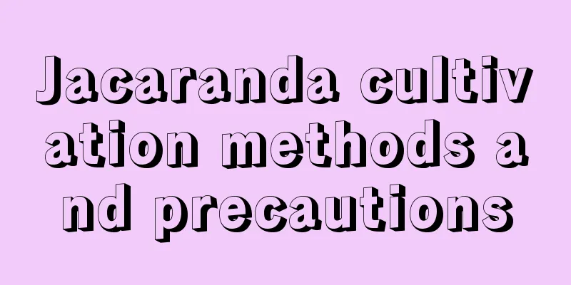 Jacaranda cultivation methods and precautions