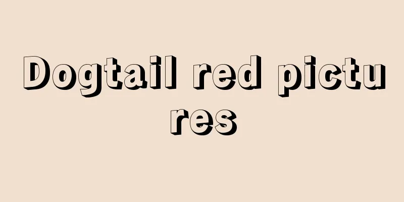 Dogtail red pictures