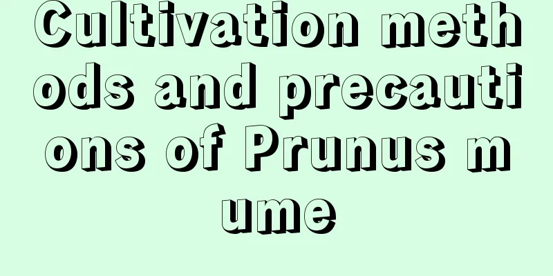 Cultivation methods and precautions of Prunus mume