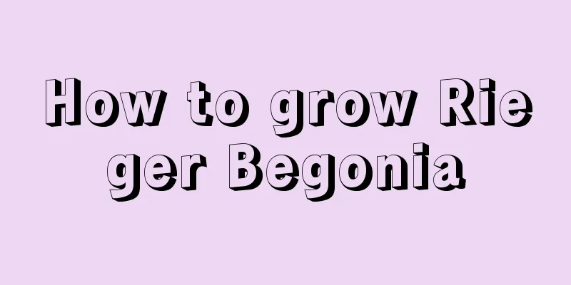 How to grow Rieger Begonia