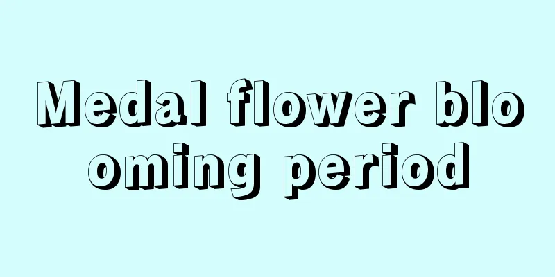 Medal flower blooming period