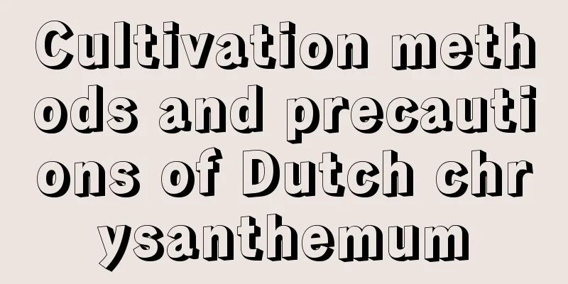 Cultivation methods and precautions of Dutch chrysanthemum