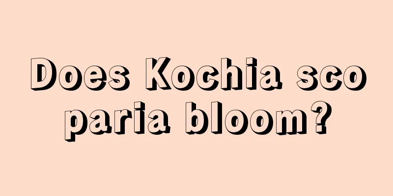 Does Kochia scoparia bloom?