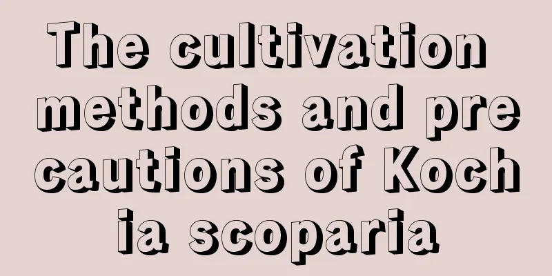 The cultivation methods and precautions of Kochia scoparia