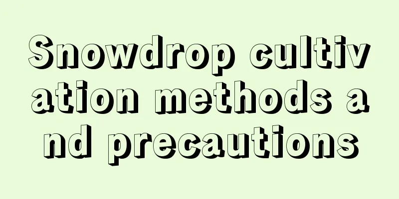 Snowdrop cultivation methods and precautions