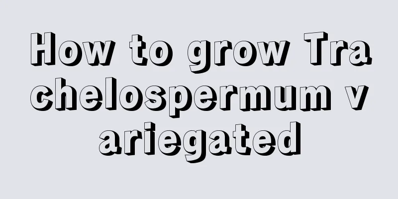 How to grow Trachelospermum variegated