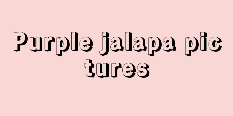 Purple jalapa pictures