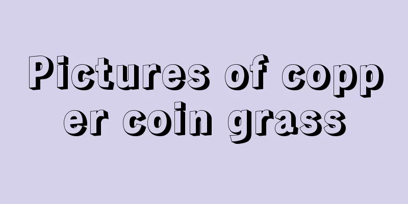 Pictures of copper coin grass