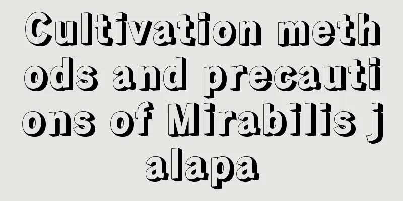 Cultivation methods and precautions of Mirabilis jalapa