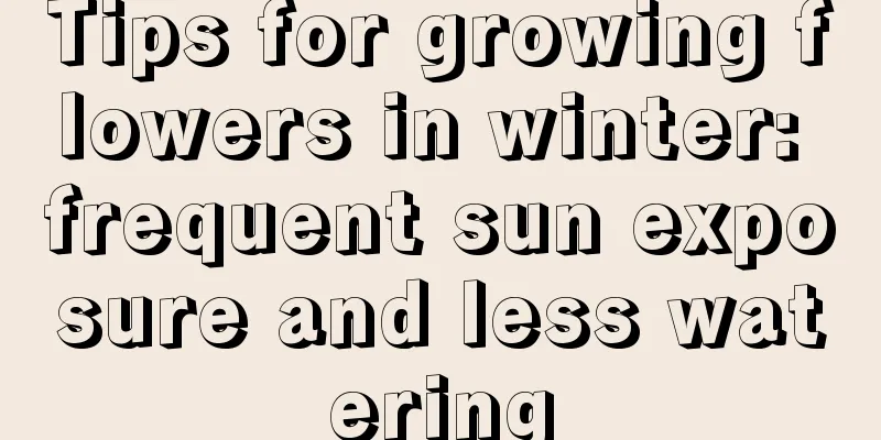 Tips for growing flowers in winter: frequent sun exposure and less watering