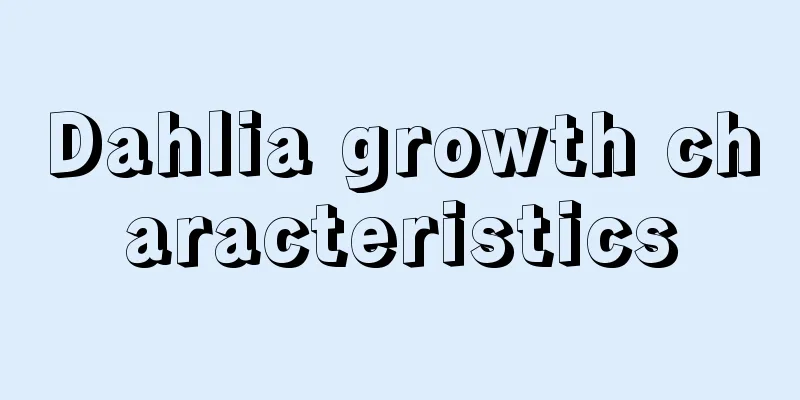 Dahlia growth characteristics