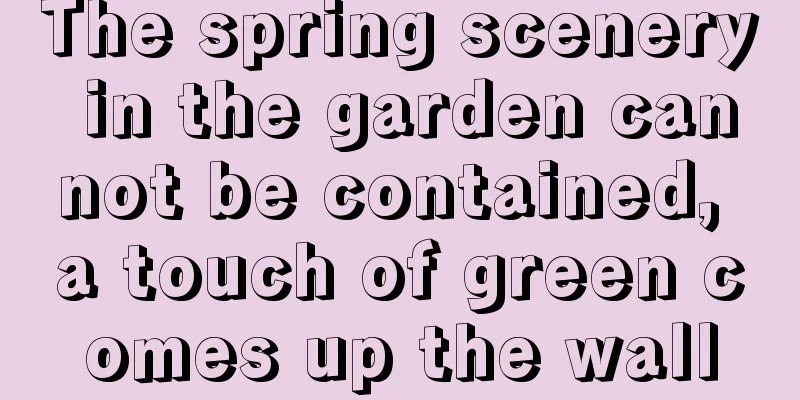 The spring scenery in the garden cannot be contained, a touch of green comes up the wall