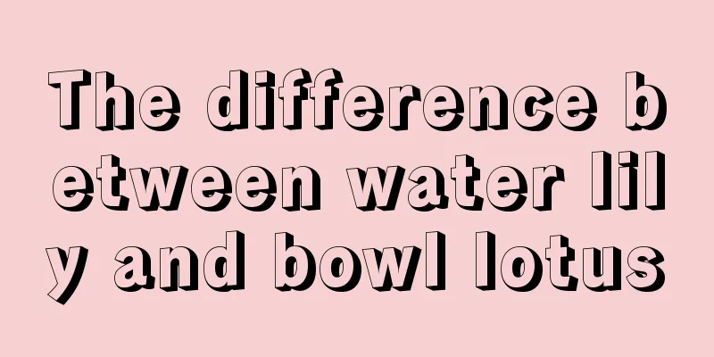 The difference between water lily and bowl lotus