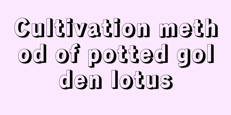 Cultivation method of potted golden lotus