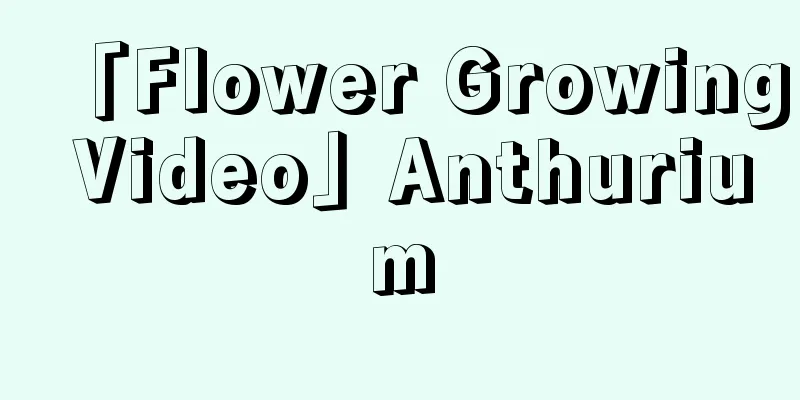 「Flower Growing Video」Anthurium