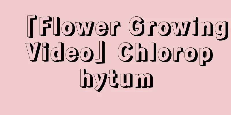 「Flower Growing Video」Chlorophytum