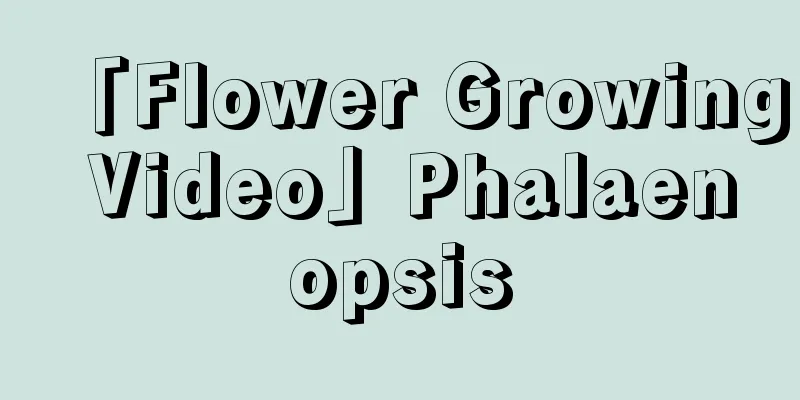 「Flower Growing Video」Phalaenopsis