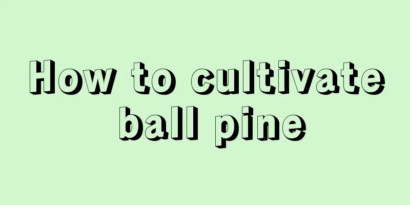 How to cultivate ball pine