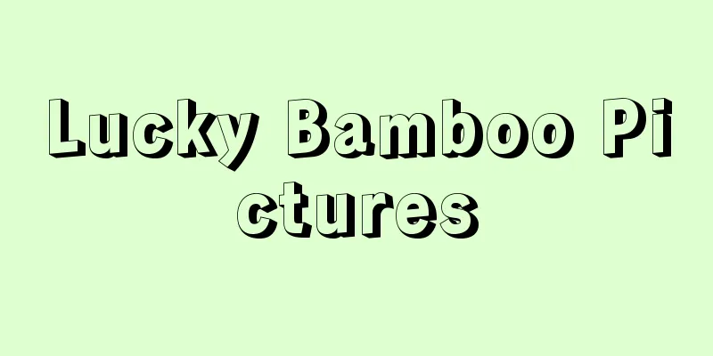 Lucky Bamboo Pictures