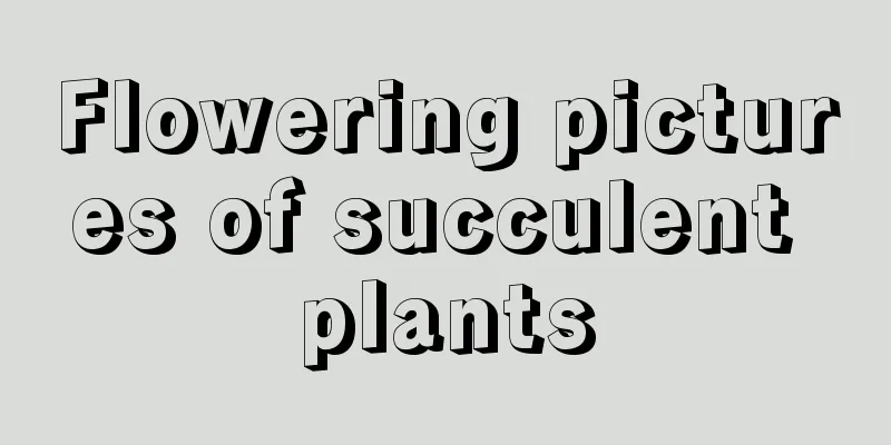 Flowering pictures of succulent plants