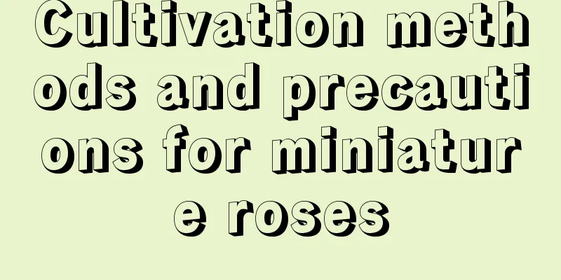 Cultivation methods and precautions for miniature roses