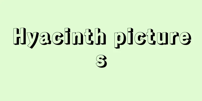 Hyacinth pictures