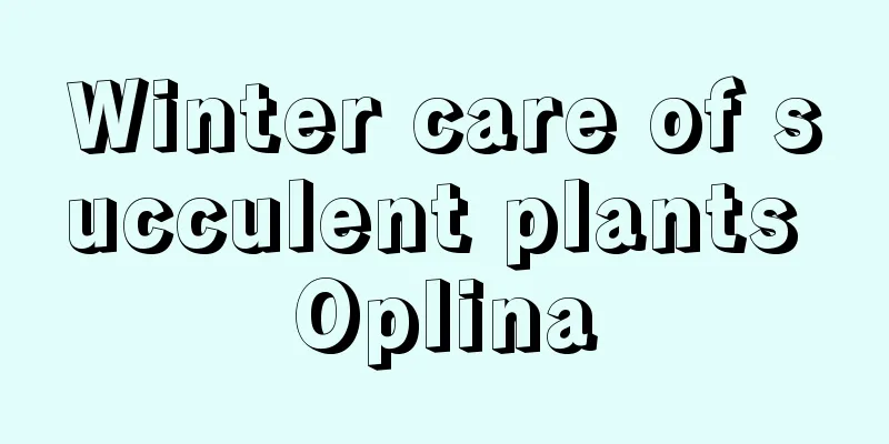 Winter care of succulent plants Oplina