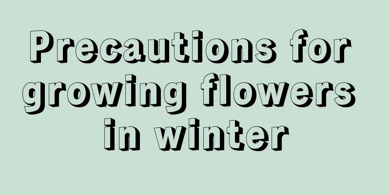 Precautions for growing flowers in winter