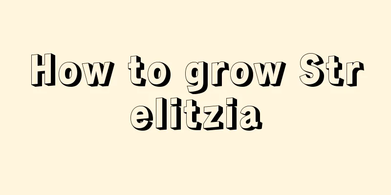 How to grow Strelitzia