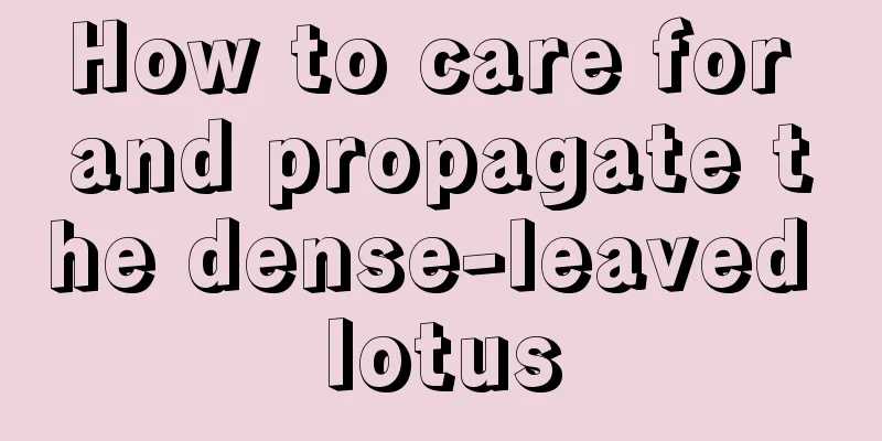 How to care for and propagate the dense-leaved lotus