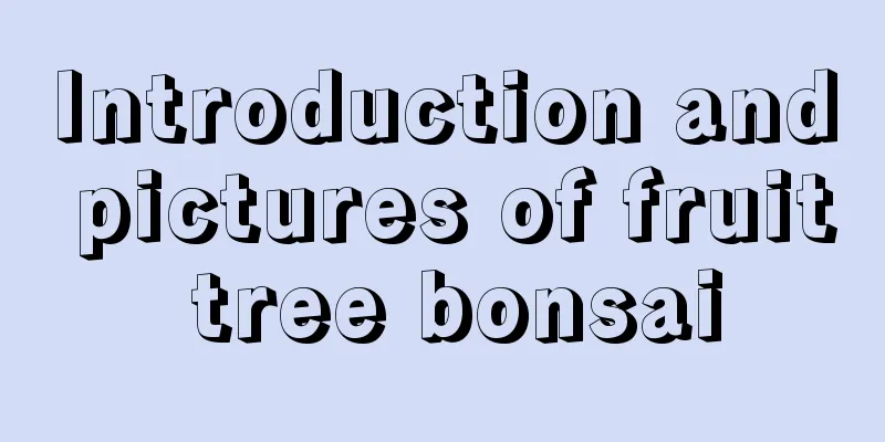 Introduction and pictures of fruit tree bonsai