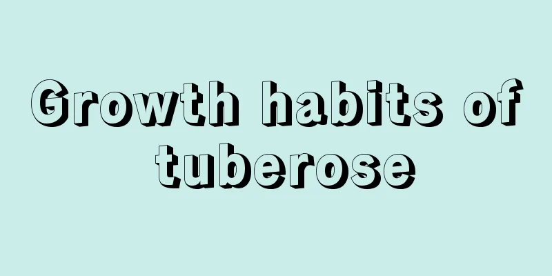 Growth habits of tuberose