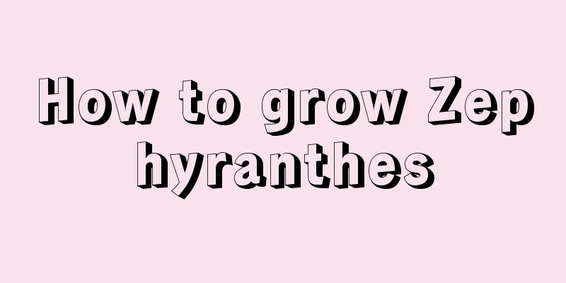 How to grow Zephyranthes